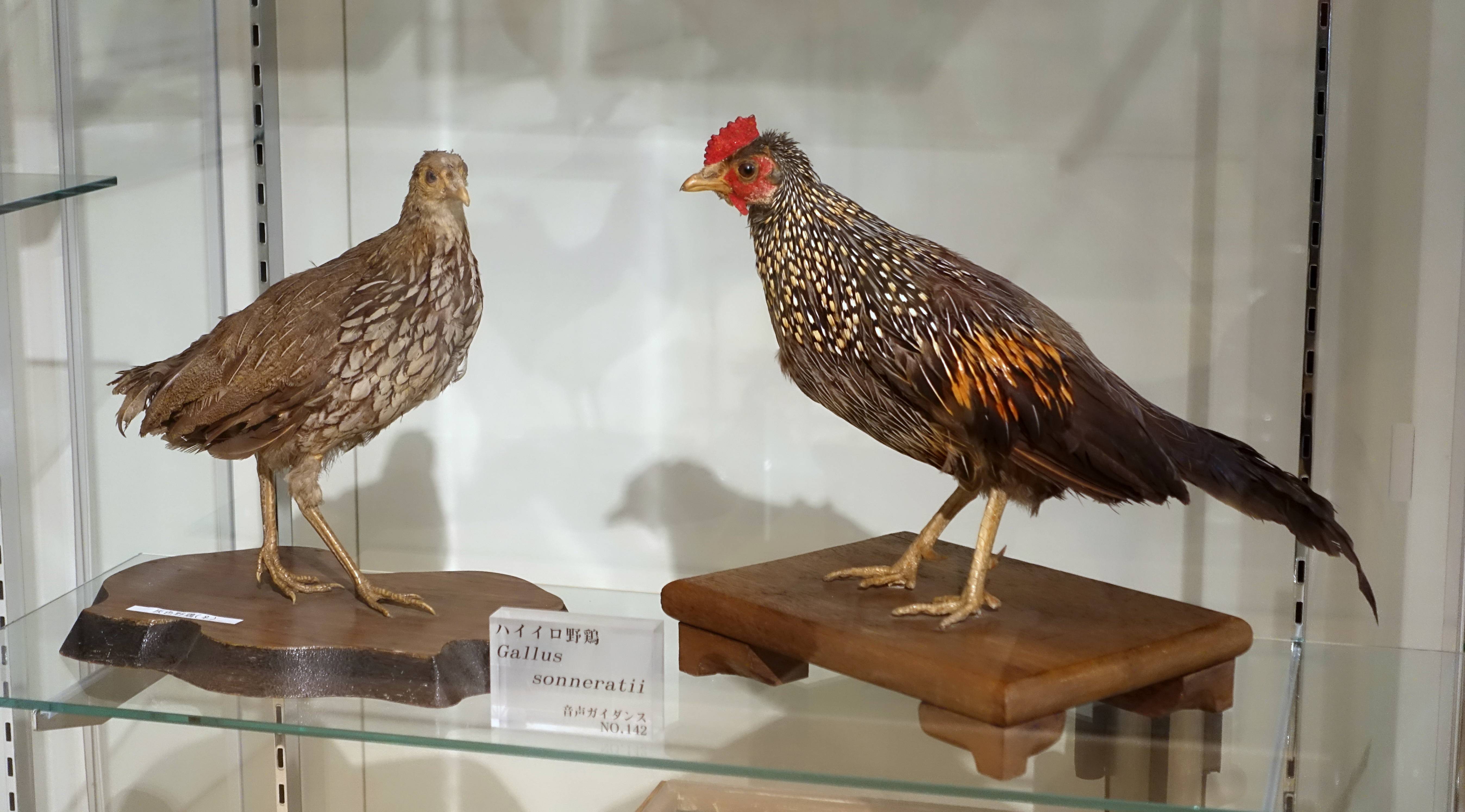 🏛️ 식과 농 박물관(도쿄노교다이가쿠 쇼쿠토노노하쿠부쓰칸) 이미지 7